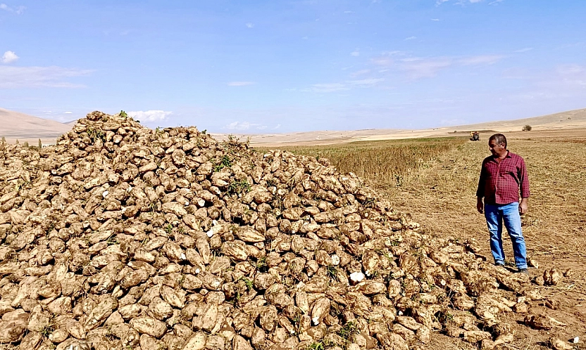 Malatya'da pancar hasadı başladı! Artan maliyetler çiftçinin yüzünü güldürmüyor