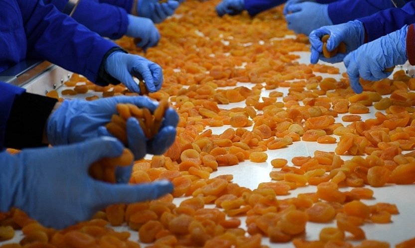 Malatya'da sarı altın 11 ayda 275 milyon dolar gelir