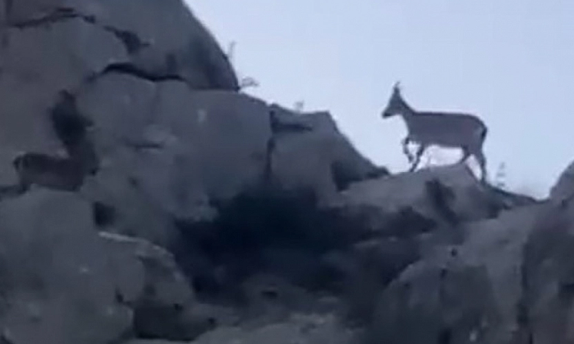 Malatya'da koruma altındaydı: Sürü halinde görüntülendi