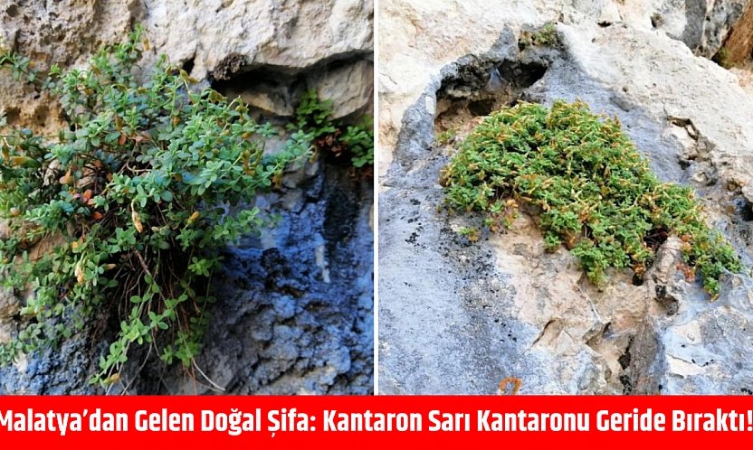 Malatya'dan Gelen Doğal Şifa: Kantaron Sarı Kantaronu Geride Bıraktı!