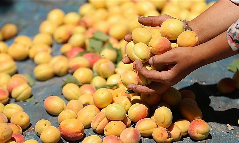 Malatya kayısısı için yeni tehdit! Toprakta 14 yıl yaşıyor...