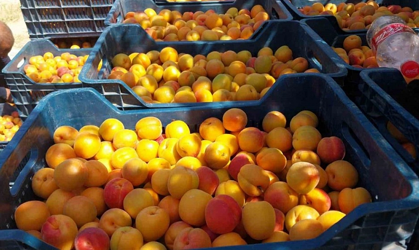 Malatya kayısısının itibarıyla oynanıyor! Gümrükte 'pirinç', tezgahta 'kayısı'
