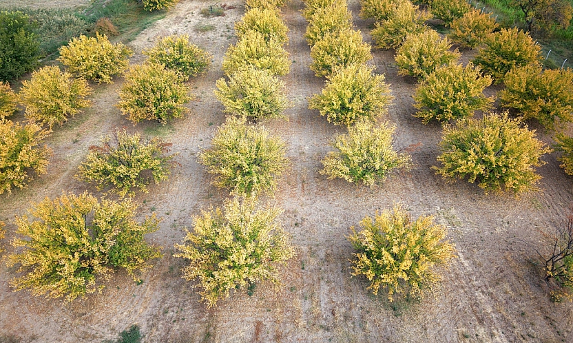 Malatya'nın altın meyvesi renkleriyle görsel şölen sundu