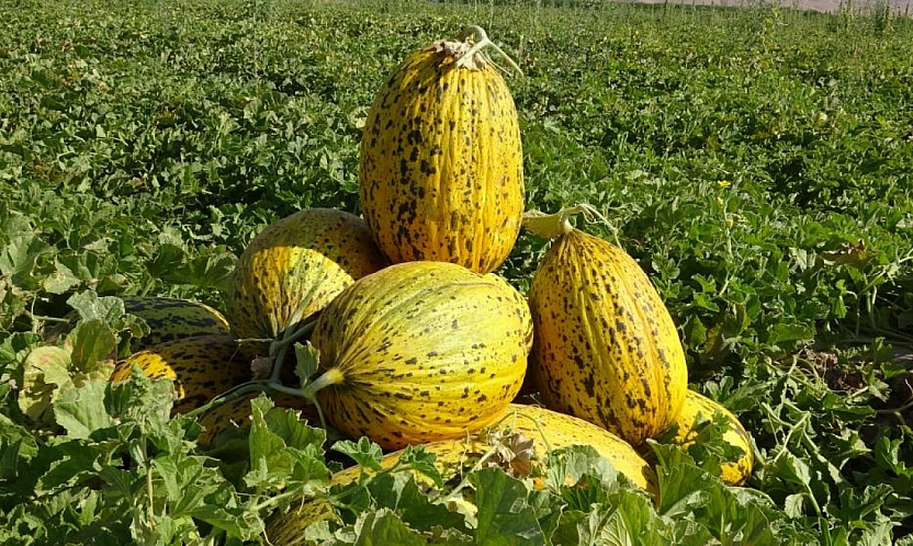 Malatya'nın Çukurovası'nda kavun mesaisi: 1.500 dönümlük alanda 200 ton rekolte bekleniyor