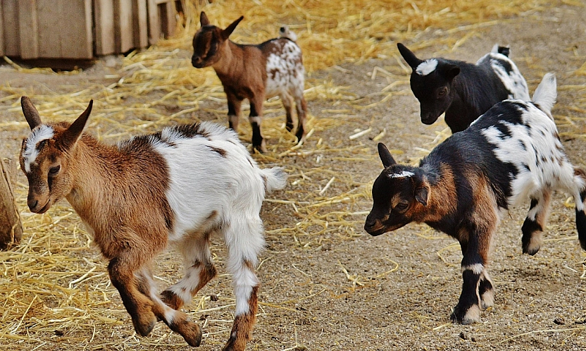 Malatya'nın hayvan sayısı açıklandı: Dağılım dikkat çekti
