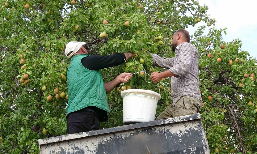 1800 rakımda yetişen tescilli 'Akçadağ Armudu' tezgahlarda!