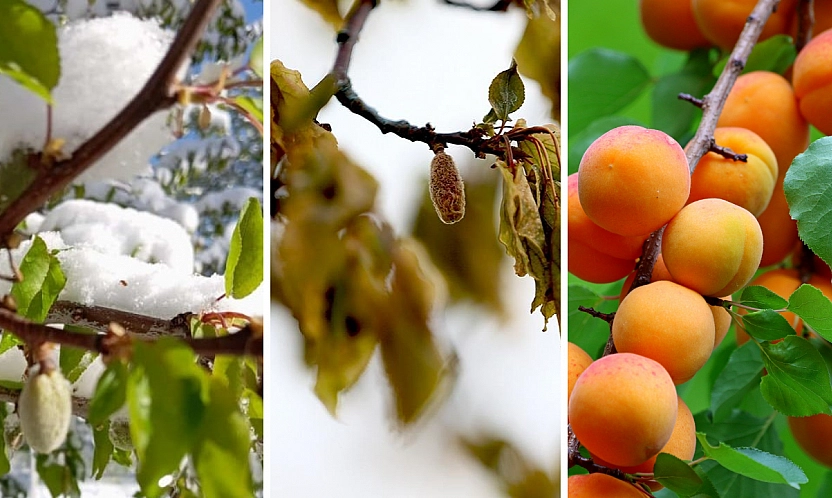 Malatya Tarımı Sınavda: Don, iklim kırbacının ilk darbesi mi? Malatya Tarımı yeni bir gerçekle yüzleşiyor