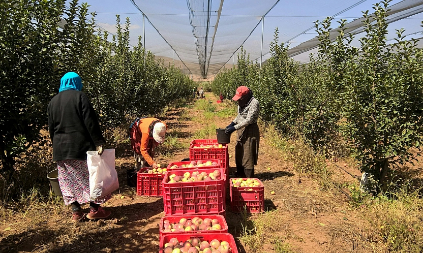Resmi Gazete'de yayımlandı! 2027 tarım destekleri belli oldu| Malatya'da ürün deseni şekillendi...
