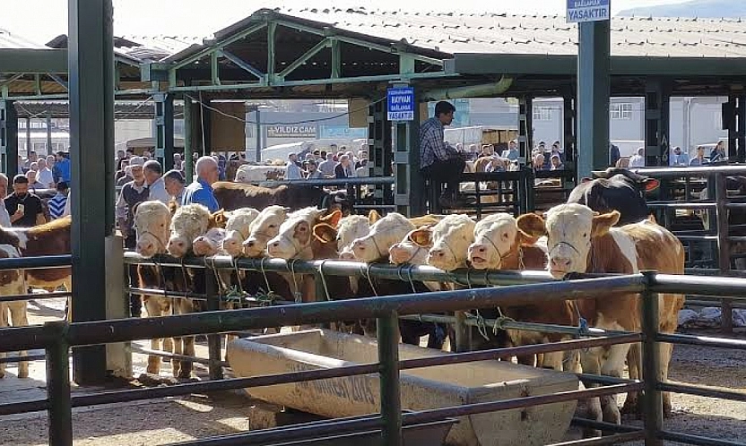 Sivas ve Kayseri kapattı, Malatya Hayvan Pazarı kapanacak mı?