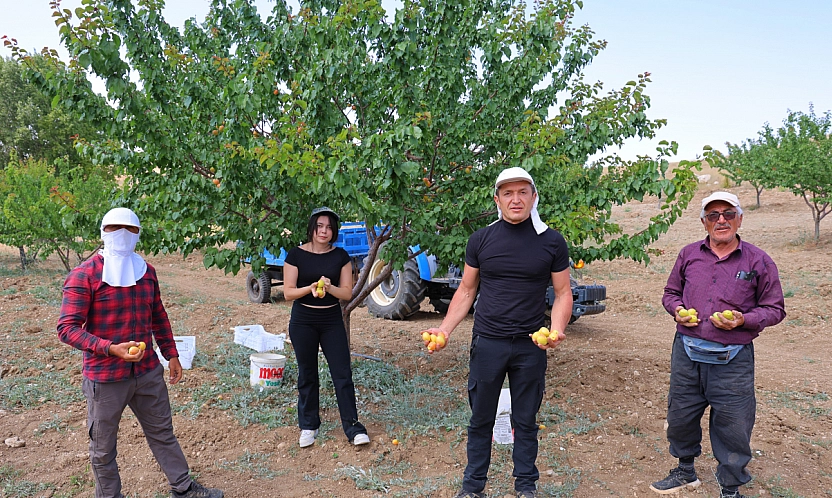Susuz yetiştirildi: Malatya Kayısısı Kahramanmaraş'a ödül getirdi!