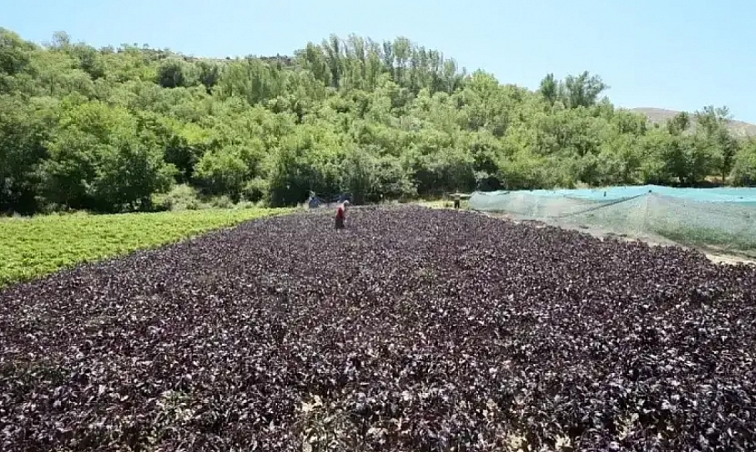 Türkiye'nin huzur veren ilçeleri belli oldu: Listede Malatya'dan da bir ilçe var