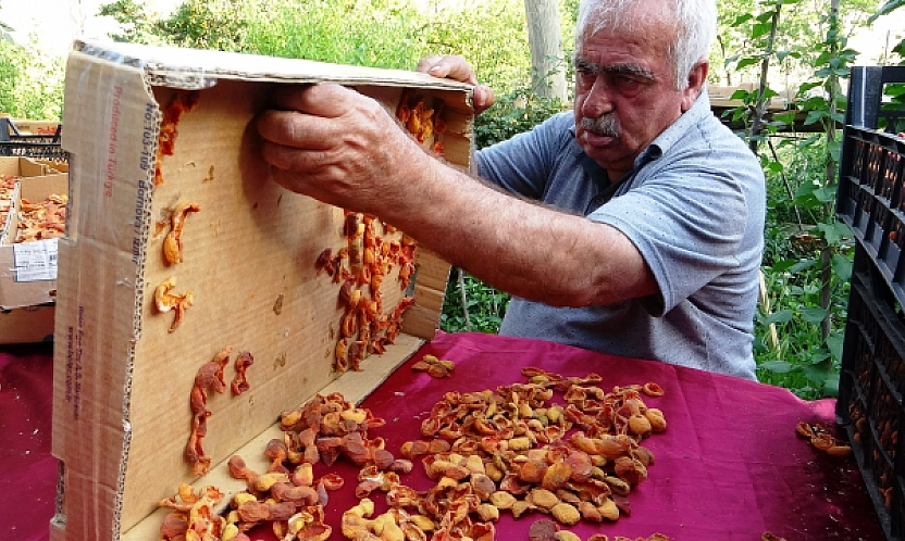 Van'da kayısının kilosu 300 TL'ye satılıyor... Malatyalılar kayısıya hasret kaldı