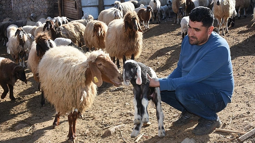 Hayvancılığa Büyük Destek! 'Kırsalda Bereket' Projesi Başlıyor