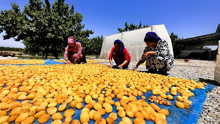 Kayısı için geç kalmayın