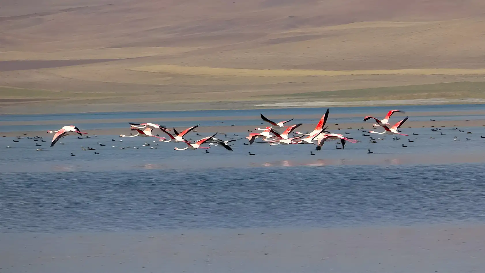 Erçek Gölü flamingoların mekanı