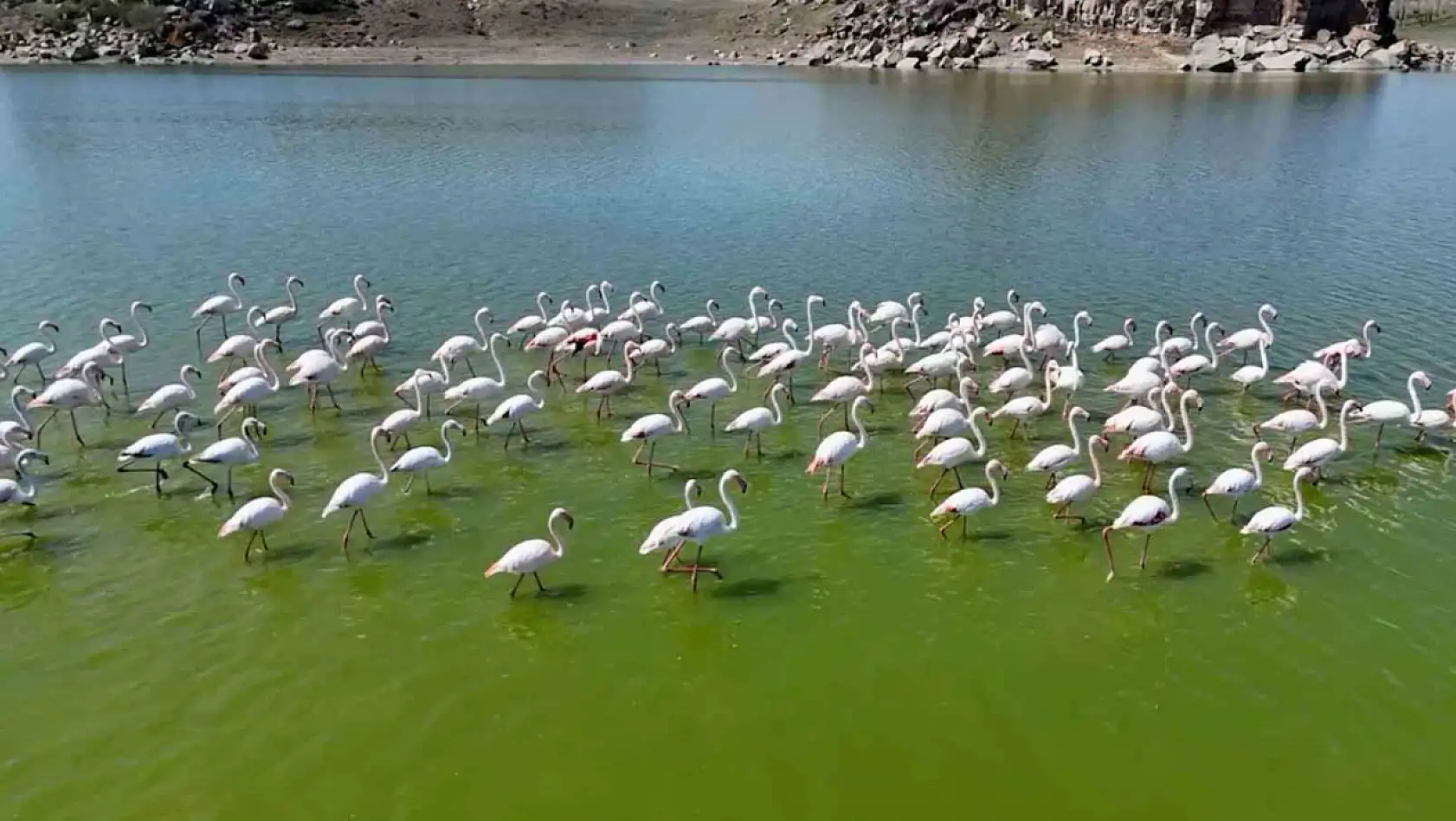 Flamingolar kuluçka öncesi eşleşmeye çalışıyor!
