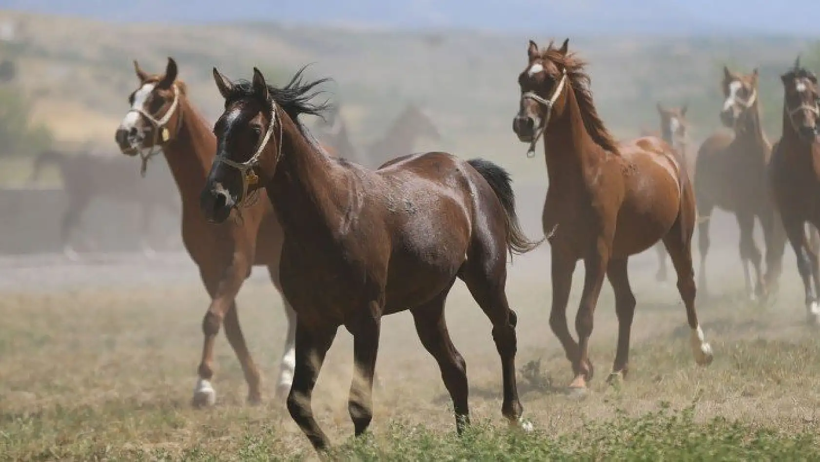 Safkan Arap atları