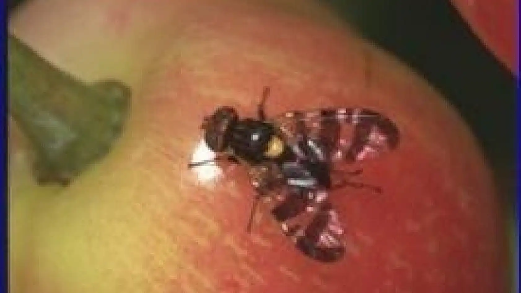 Üreticiler kiraz sineğine karşı uyarıldı