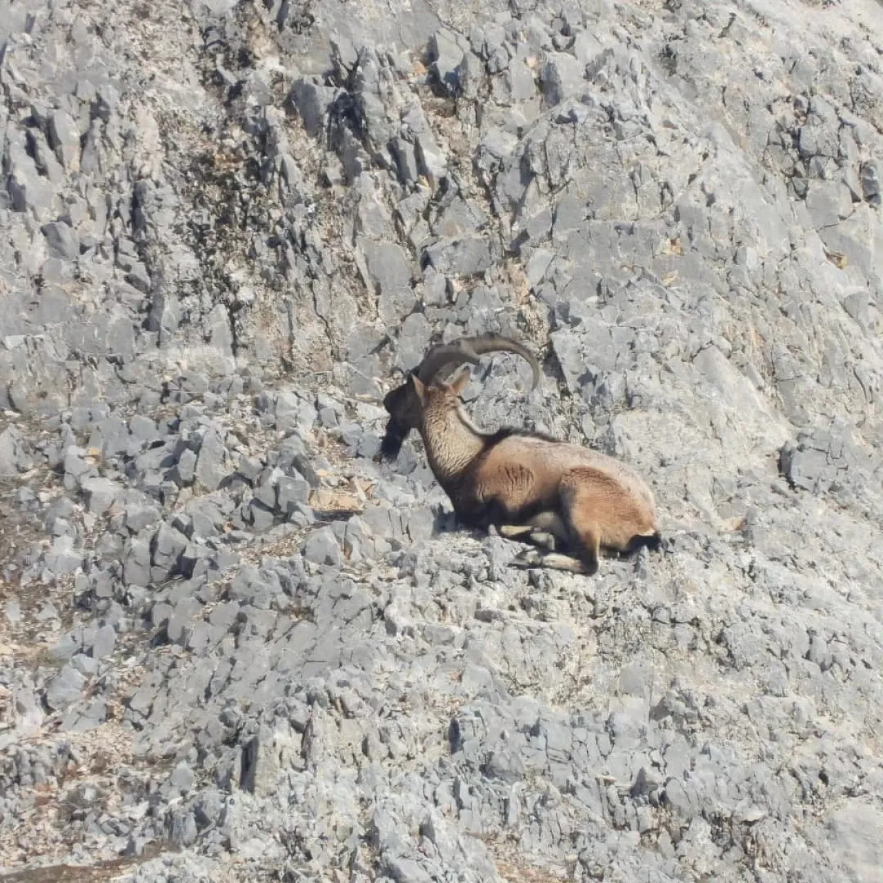 Malatya'da dağ keçileri görüldü