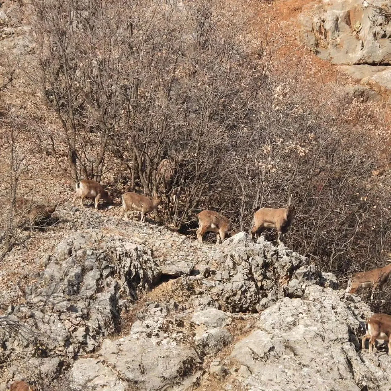 Malatya'da dağ keçileri görüldü