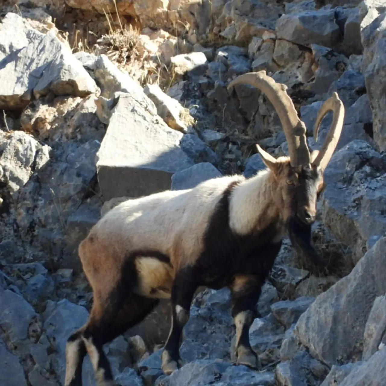 Malatya'da dağ keçileri görüldü