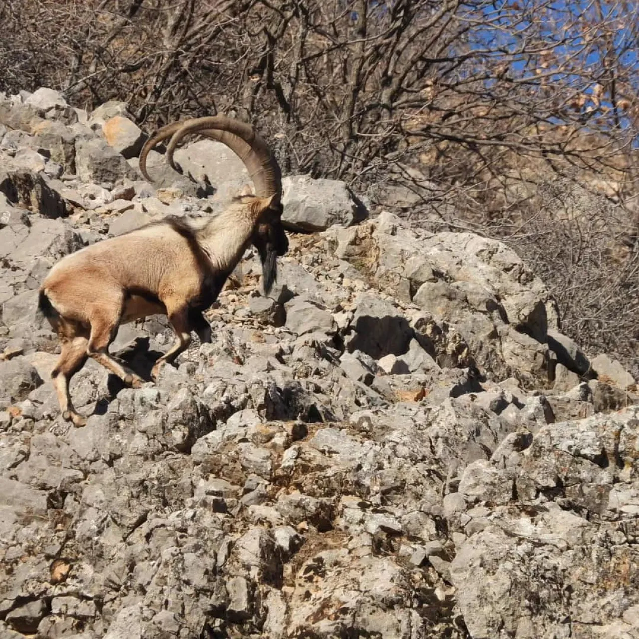 Malatya'da dağ keçileri görüldü