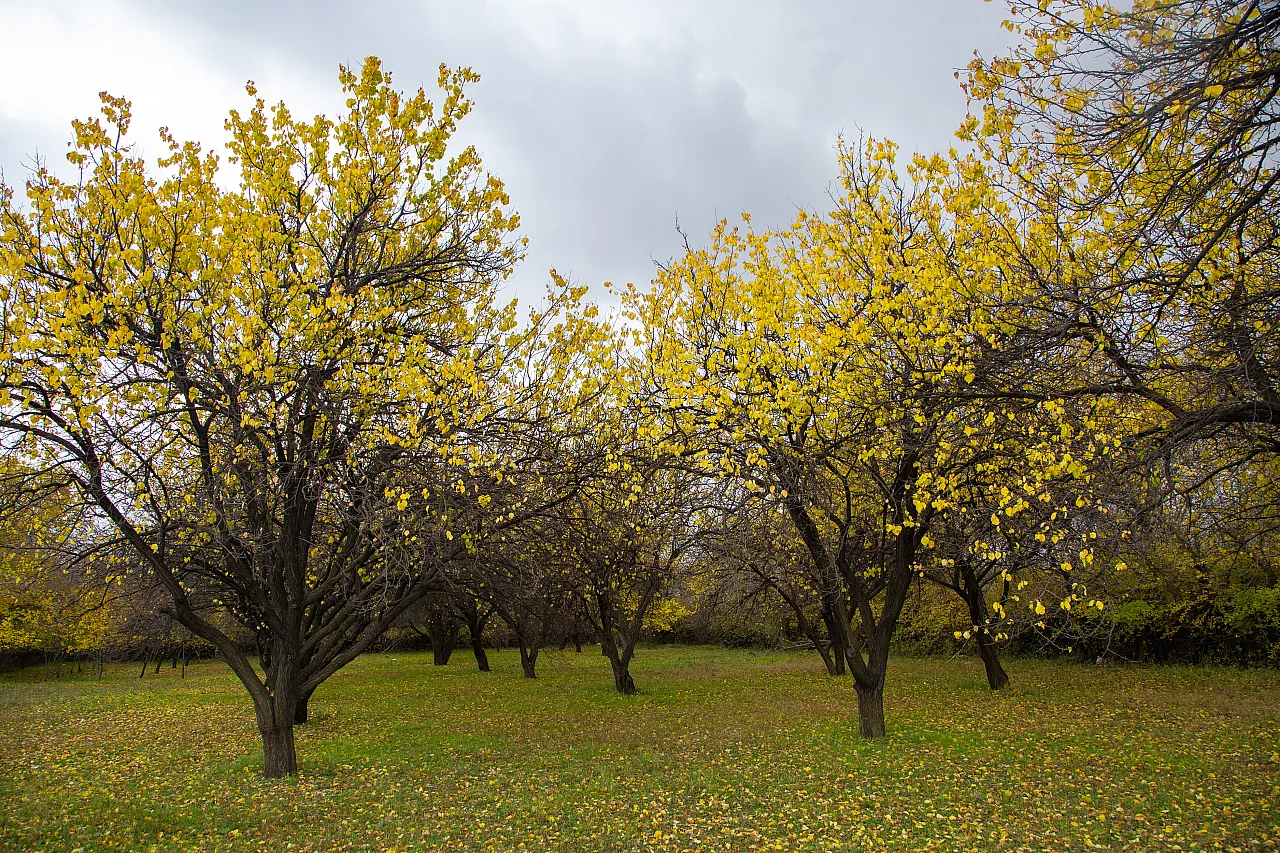 Malatya'nın o ilçesindeki görsel şölenler hayran bıraktı