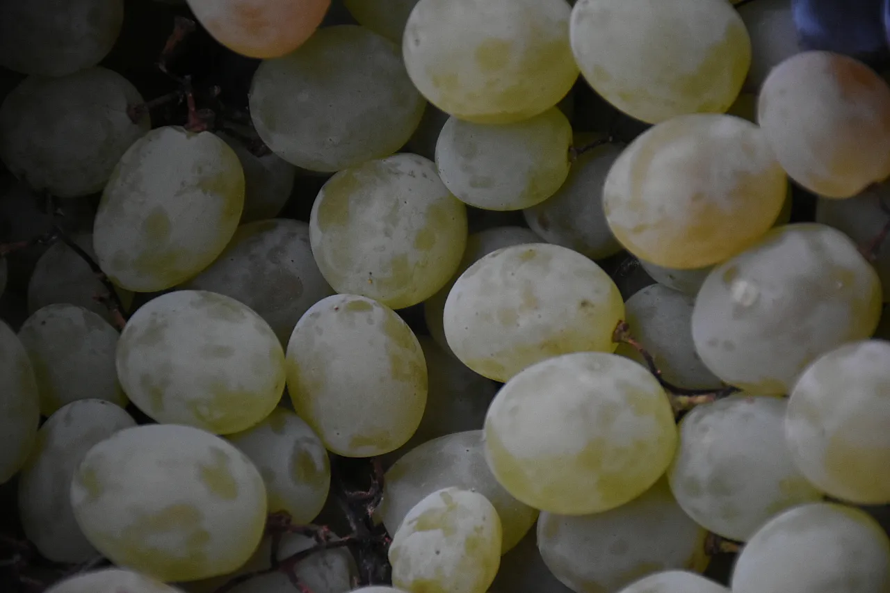 Malatya'da sonbaharda üretiliyor. Mayısa kadar tazeliğini koruyor!