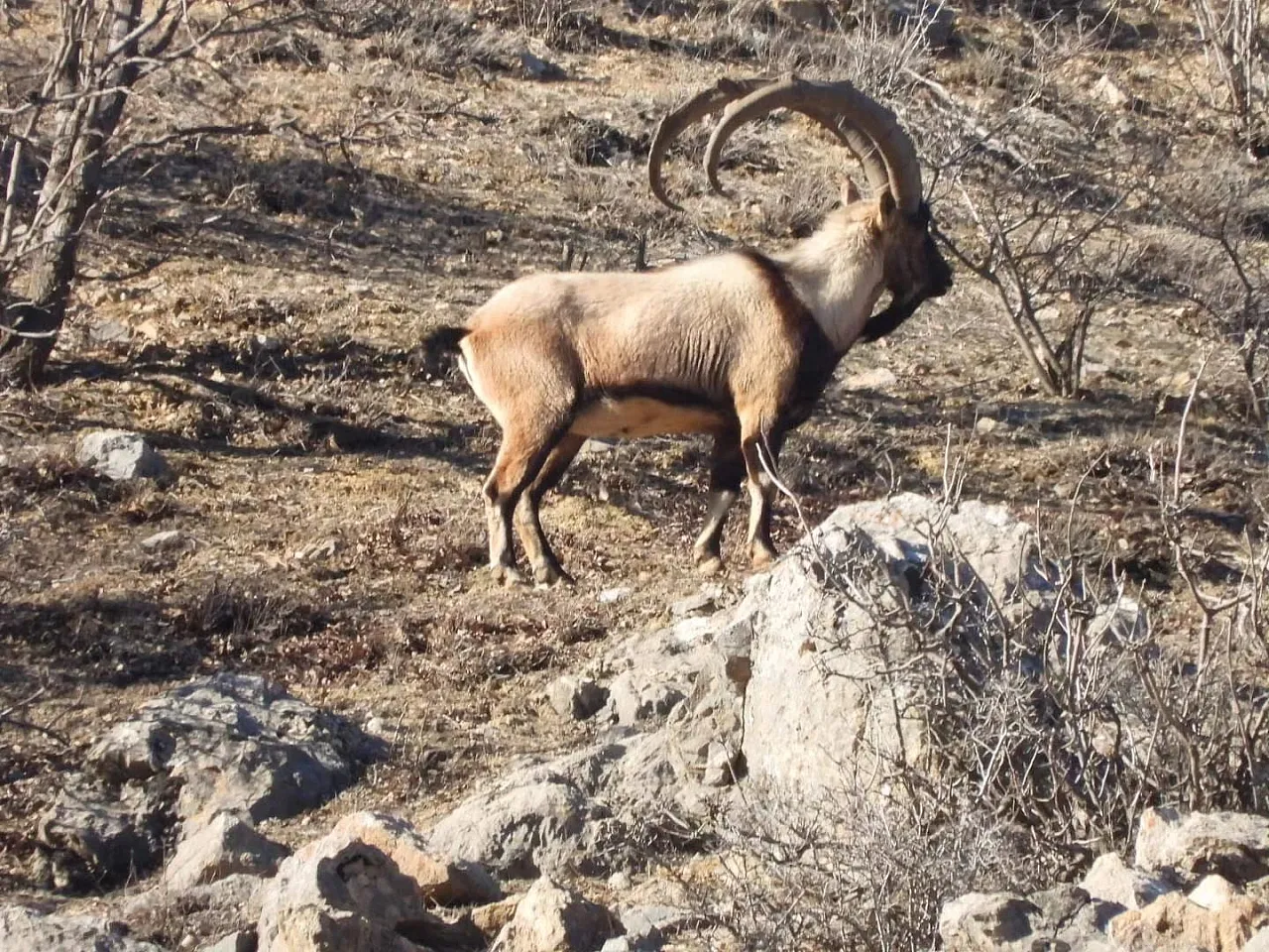 Malatya'da dağ keçileri görüldü