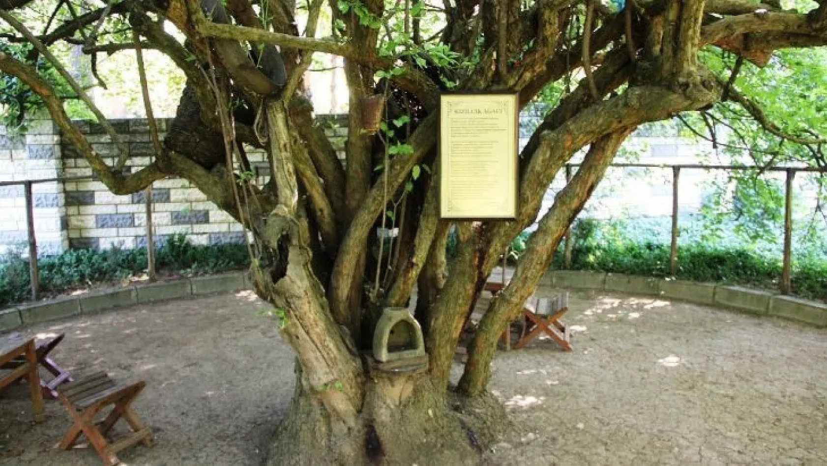 370 yıllık kızılcık ağacı