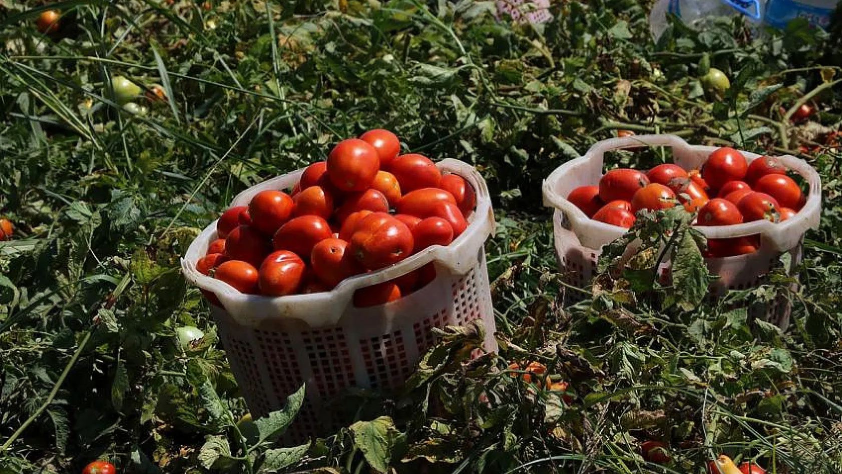 Üreticilere domates güvesi uyarısı 