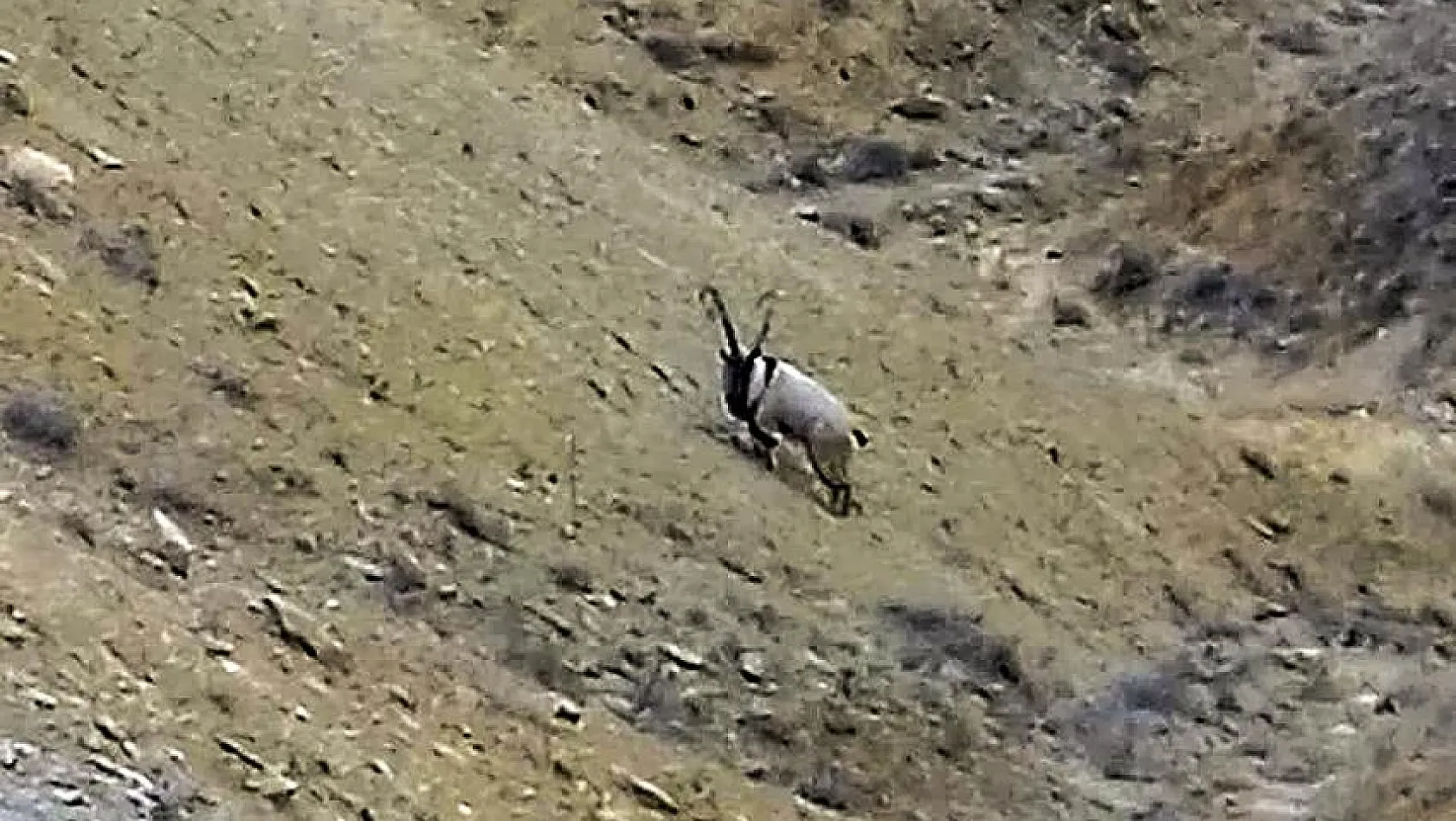 Darende'de yaban keçisi görüntülendi