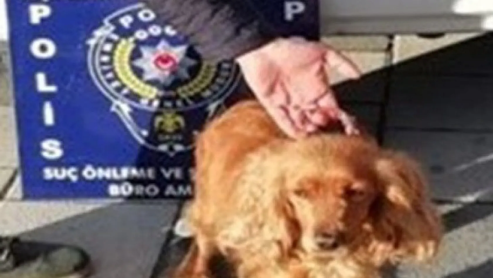 Kaybolan köpeği polis buldu
