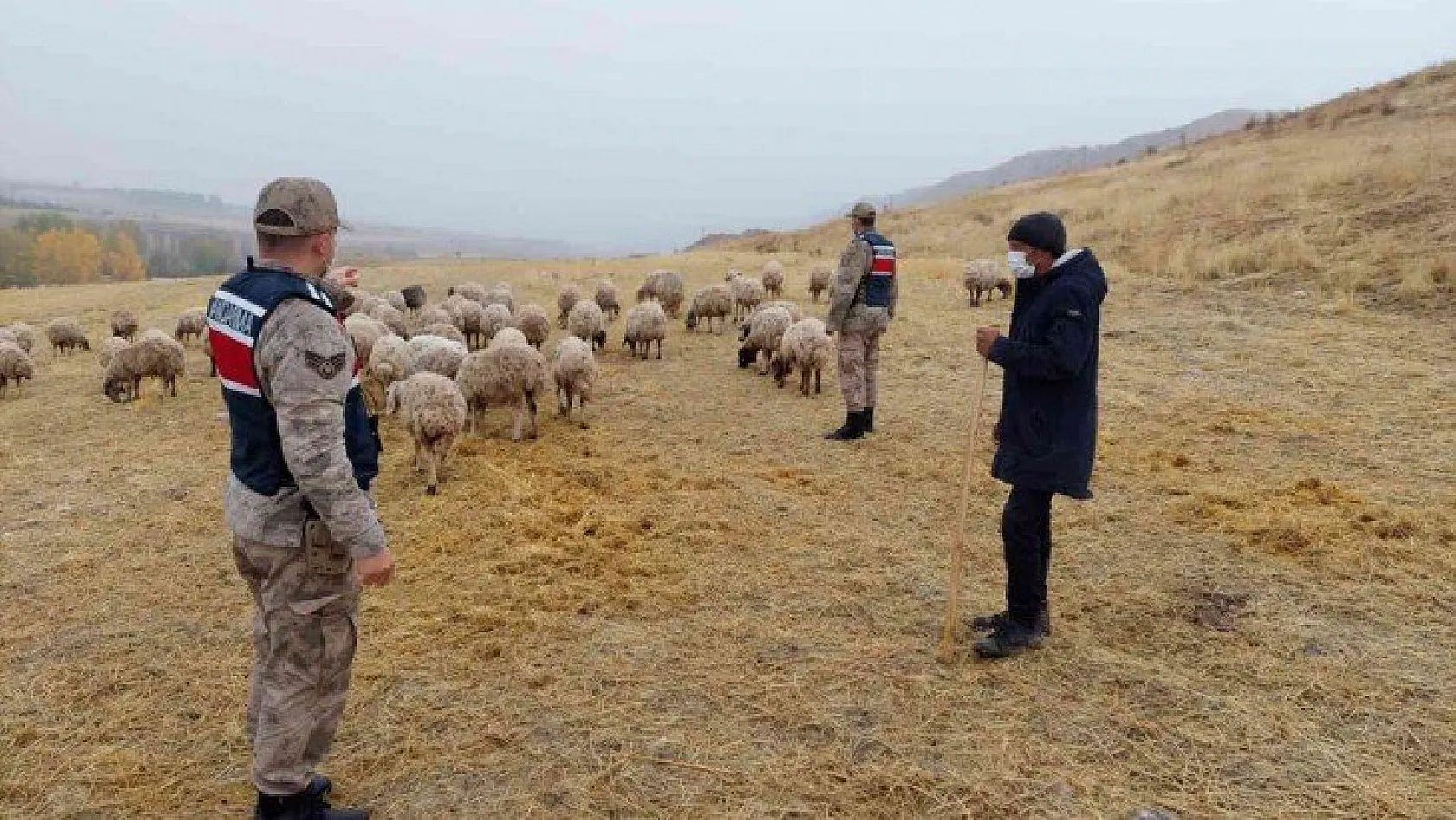 Kayıp koyunlar drone ile buldu