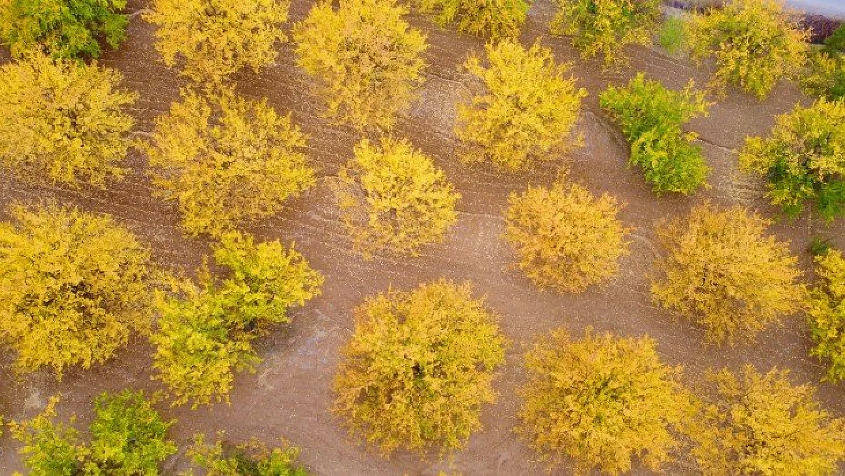 Kayısı ağaçları sonbaharda görsel şölen sunuyor