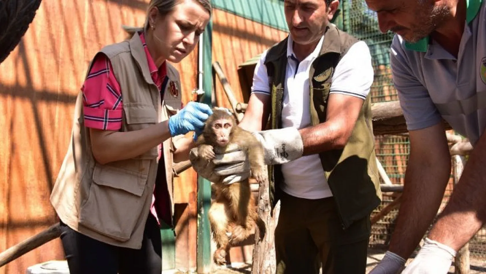 Sınır kapısında yakalanan maymunlar Malatya'da