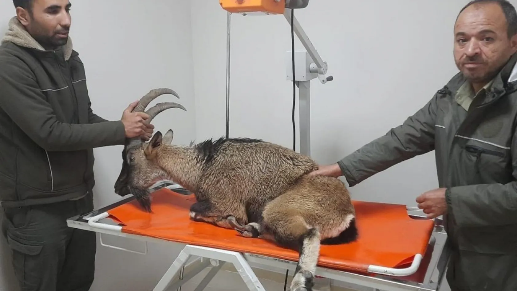 Yaralı bulunan dağ keçisi tedavi ediliyor