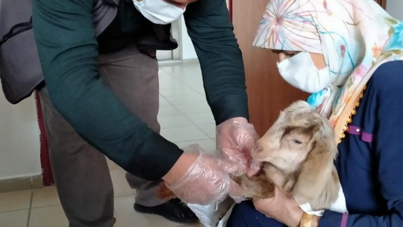 Yavru keçi tedavi edildi