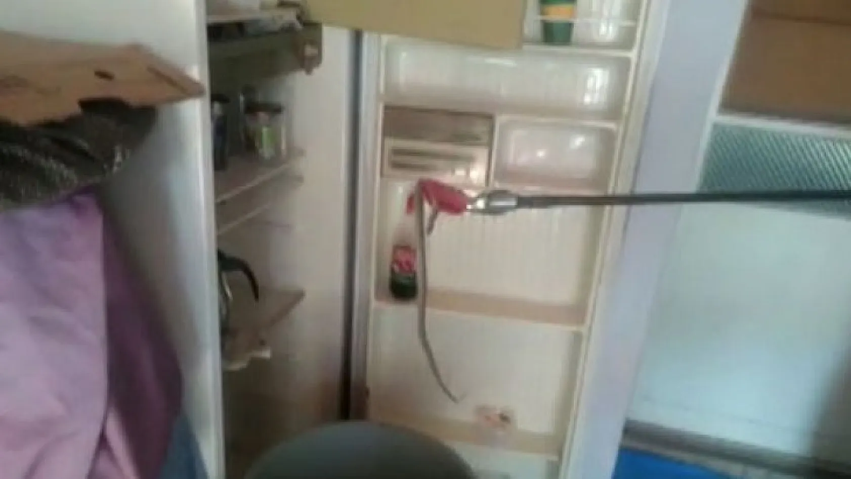 Yılan buzdolabında yakalandı