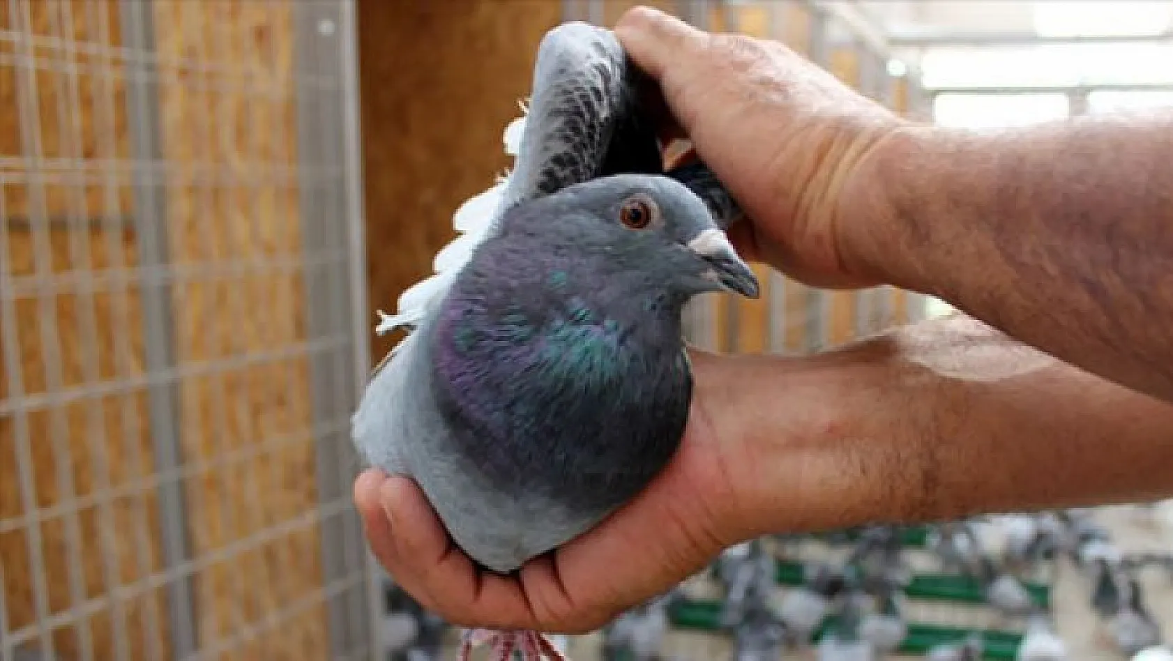 Posta güvercinleri 'bilinçsiz avcılık' kurbanı
