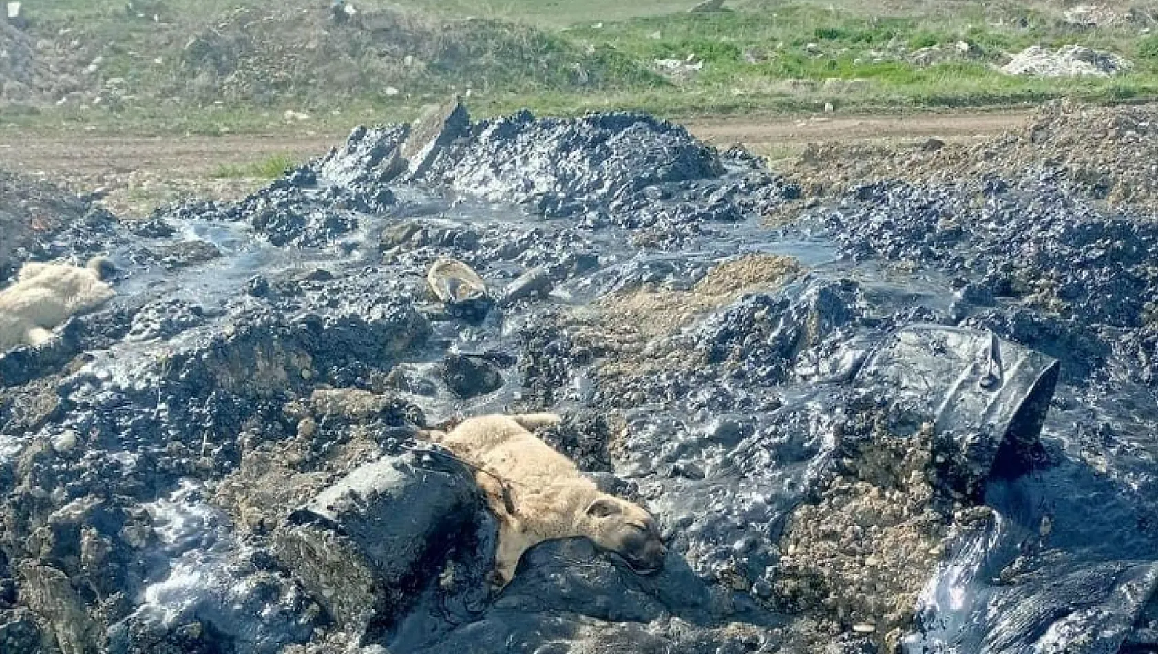 Erzurum'da köpekler ziftten kurtarıldı