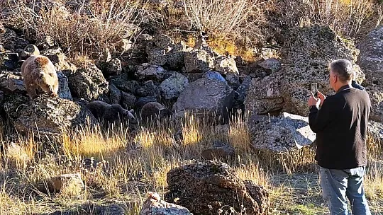 Ayılarla tehlikeli oyun