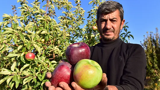 Ahlat elması dünya pazarında