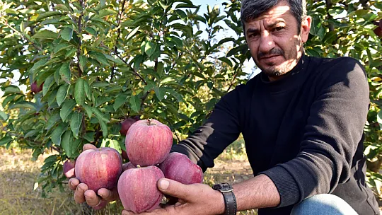Ahlat elması dünya pazarında