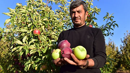 Ahlat elması dünya pazarında
