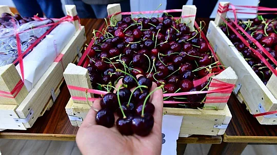 Kirazlar jüriye teslim edildi