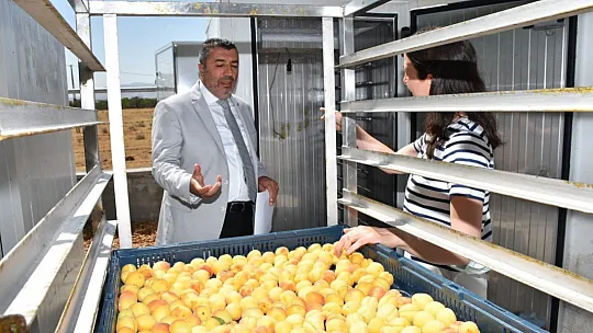 Kayısı kükürtleme iki saate düşecek
