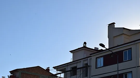 Çıktığı çatıda indi arkadaşını nöbetçi bıraktı