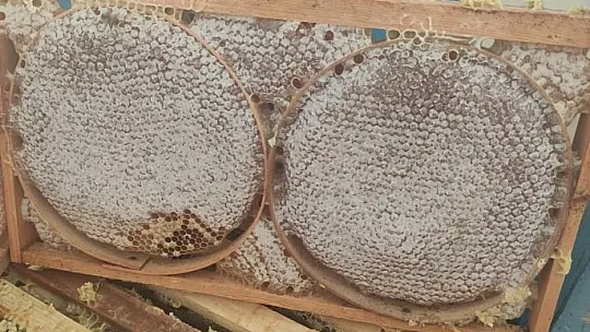 Bal sağım ve süzme mesaisi