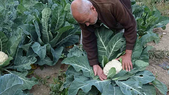'Hedefim 10 bin kök yetiştirmek'
